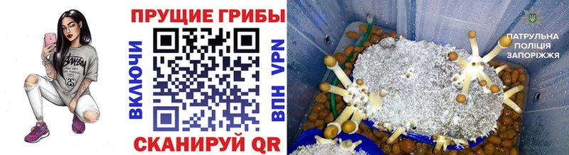 Галлюциногенные грибы Psilocybe  Ярцево 